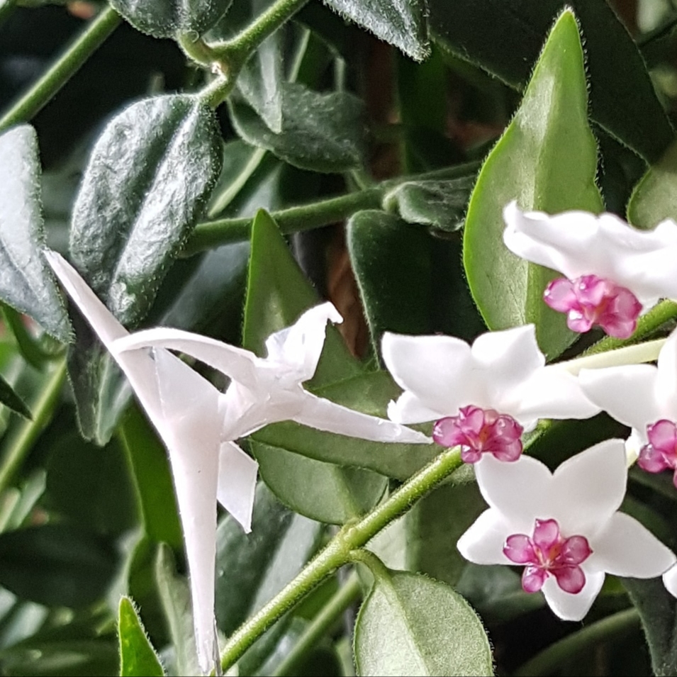 danseuseorigamiminiatureblanche