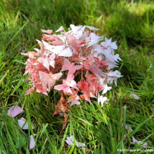 cerisier miniature en origami